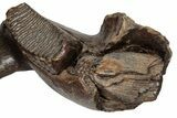 Wide Woolly Mammoth Mandible with M Molars - North Sea #200812-9